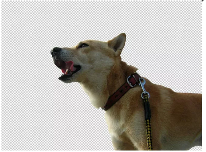 Photoshopなどの画像編集ソフトで背景を消去する